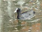 FZ025336 Coot (Fulica atra).jpg